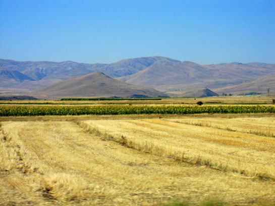 Erzurum Ovas